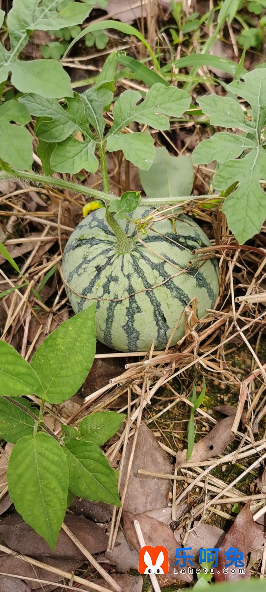 wx_camera_1593062582970.jpg