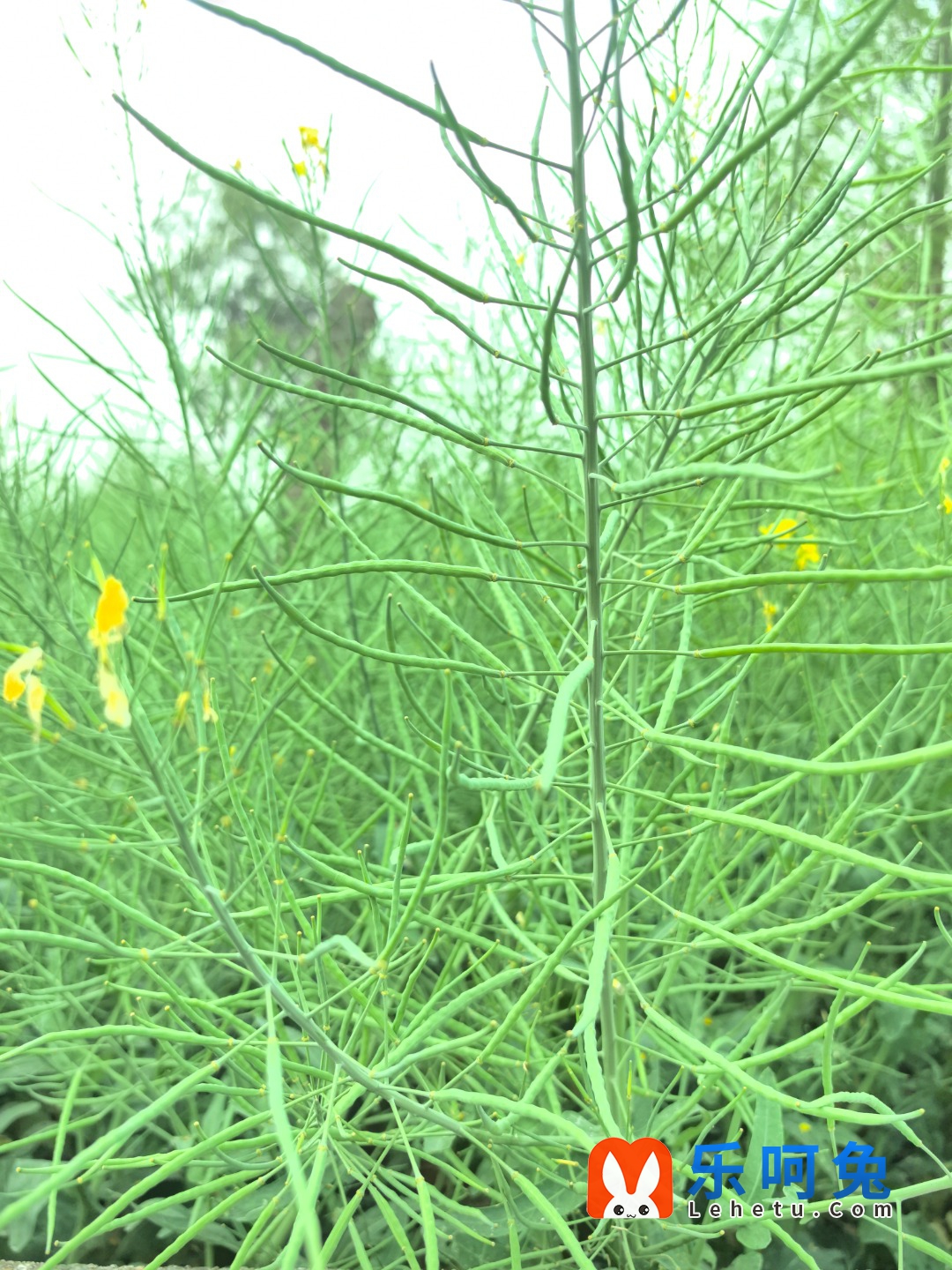 IMG_20250405_081345.jpg